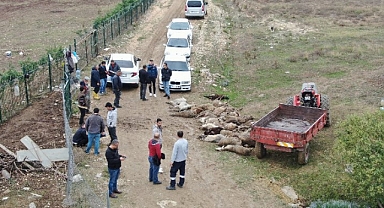 Başıboş Köpekler Bursa'da Bir Çiftlikte 41 Küçükbaş Hayvanı Telef Etti