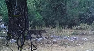 Anadolu Parsı Yeniden Görüntülendi