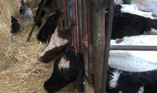 13 İnek Elektrik Akımına Kapılarak Öldü