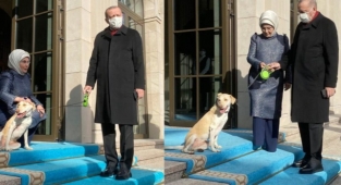 Başıboş Köpek Sorunu AKP'li Cumhurbaşkanı Erdoğan'ın Gündeminde