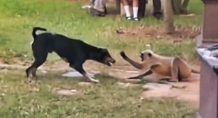 Hindistan'da Maymunlar ve Köpekler Arasında Savaş: İntikam İçin 250'den Fazla Köpek Öldürdüler
