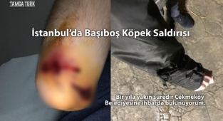İstanbul'da Başıboş Köpek Saldırısı: Belediye Sorumluluk Almıyor