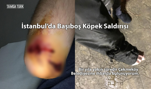 İstanbul'da Başıboş Köpek Saldırısı: Belediye Sorumluluk Almıyor