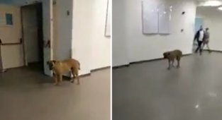İstanbul'da Bir Hastane Başıboş Köpek Yuvası Oldu