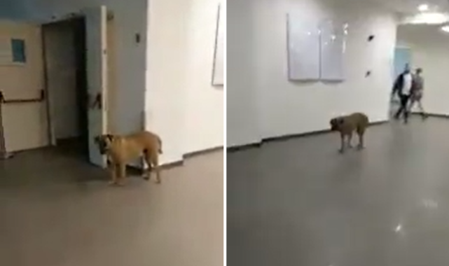 İstanbul'da Bir Hastane Başıboş Köpek Yuvası Oldu