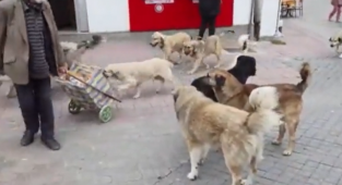 Kütahya Başıboş Köpeklerin Esareti Altında: 9 Yaşında Bir Kız Çocuğu Saldırıya Uğradı