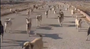 Rektörden Skandal Paylaşım: Köpeği Saldırıya Kışkırtan Hareketlerimize Engel Olursak 