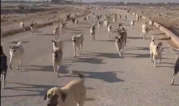 Rektörden Skandal Paylaşım: Köpeği Saldırıya Kışkırtan Hareketlerimize Engel Olursak