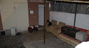 Sivas'ta Başıboş Bir Pitbull Korku Yarattı