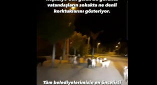 Tokat Başıboş Köpeklerin İstilası Altında