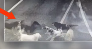 8 Başıboş Köpek İş İnsanını Yerlerde Sürükledi