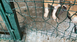 Barınakta Kafesi Parçalayan Bir Pitbull, Başka Bir Köpeği Boğdu