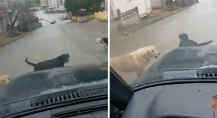 Başıboş Köpekler Yüzünden İlerleyemedi