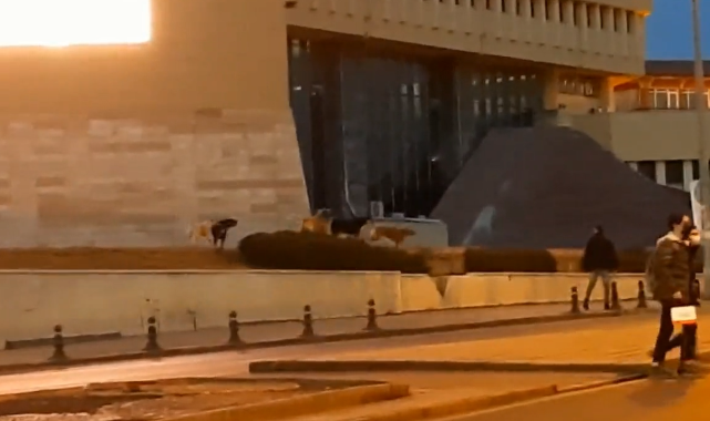 Başıboş Köpeklerin Yeni Yuvası: Altındağ Belediye Binasının Kapısı
