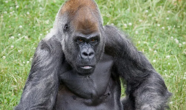 En Yaşlı Erkek Goril Ozzie 61 Yaşında Öldü: Bir Efsaneyi Yitirdik