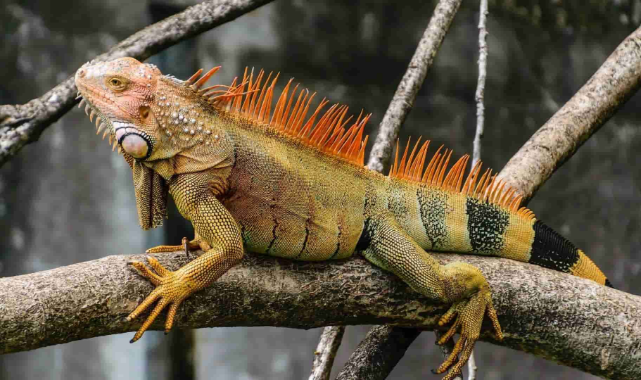 Florida İçin Hava Durumu Uyarısı: İguana Yağabilir
