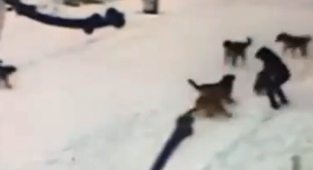 Kars'ta Bir Çocuk Başıboş Köpeklerin Saldırısına Uğradı: Geri Püskürttü