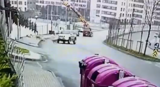 Katarlı Bir Sürücü Köpekleri Bilinçli Olarak Ezdi