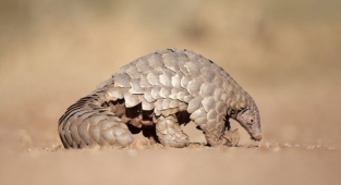 Kongo'da Pangolin Kaçırıp Fidye İstediler