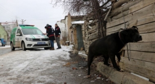 Pitbull ile Sokağa Çıkan 16 Yaşındaki Çocuğa 15 Bin TL Para Cezası Kesildi