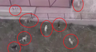 Ankara'da Okullar Başıboş Köpek Tehdidi Altında 