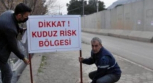 Başıboş Köpek Sorunu Büyüyor: 2022 Türkiye'sinde Mardin'de Kuduz Alarmı