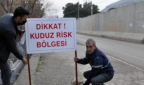 Başıboş Köpek Sorunu Büyüyor: 2022 Türkiye'sinde Mardin'de Kuduz Alarmı
