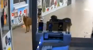 Esenyurt'ta Başıboş Köpekler Esnafa Saldırdı