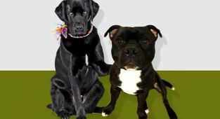 Macaristan'da Viktor Orban'a Karşı 2 Köpek Aday Yapıldı