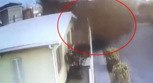 Meksika'da Kuş Sürüsü Yere Çakıldı