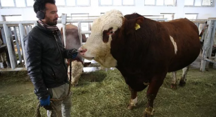 Milky'nin Spermleri 1,25 Milyon Lira Kazandırdı