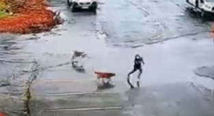 Sokak Köpekleri Okul Önünü Mesken Tuttu