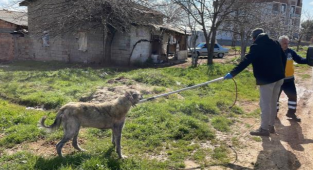 Adıyaman'da Bir Vatandaş 4 Başıboş Köpeğin Saldırısında Yaralandı