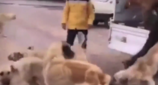 Belediye Açıkladı: Çocuğa Saldıran Başıboş Köpekler Hayvanseverlerin Baskılarıyla Salınmış