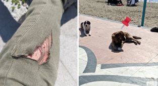 Çanakkale'de Bir Gün İçerisinde 3 Defa Başıboş Köpek Saldırısı