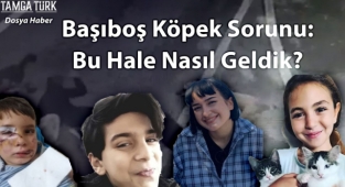 Dosya | Başıboş Köpek Sorunu: Bu Hale Nasıl Geldik?