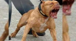 İstanbul'da Ağızlıksız Pitbull Saldırısı 