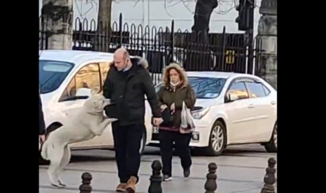 İstanbul'da Bir Köpek Yoldan Geçenlere Saldırdı