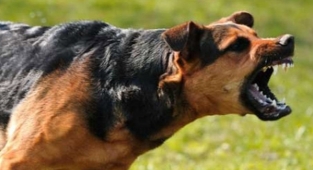 Kocaeli Üniversitesi Kampüsü Başıboş Köpeklere Teslim: Bir Öğrenci Saldırıya Uğradı