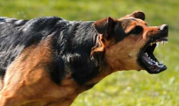 Korku Filmi Seti Gibi: ODTÜ Başıboş Köpeklere Teslim