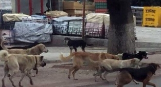 Kütahya'da Başıboş Köpekler İnsanlara Saldırmaya Devam Ediyor