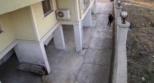 Okula Giden Genç Kız Başıboş Köpeklerin Saldırısından Duvardan Atlayarak Kurtuldu