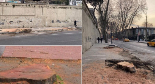 TEMA'dan İBB'nin Kestiği Çınarlara İlişkin Açıklama Geldi