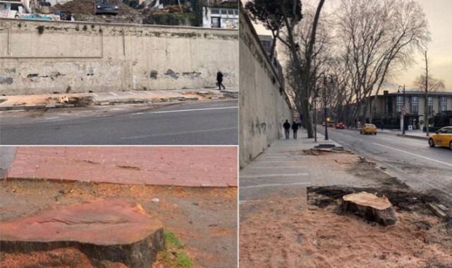 TEMA'dan İBB'nin Kestiği Çınarlara İlişkin Açıklama Geldi