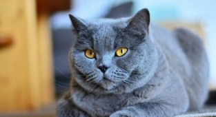 Uluslararası Kedi Federasyonu, Rus Kedilerine Yaptırım Uyguladı