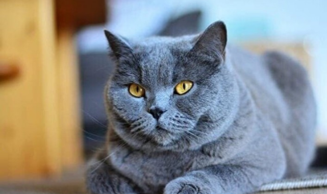 Uluslararası Kedi Federasyonu, Rus Kedilerine Yaptırım Uyguladı