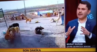 AKP'li Bakan Murat Kurum: Köpeklerin Sokakta Başıboş Olmasının Hiçbir Zararı Yok