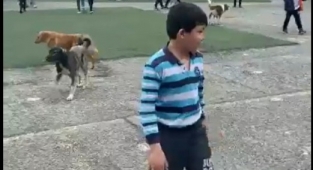 Başıboş Köpekler Okulu Mesken Tuttu