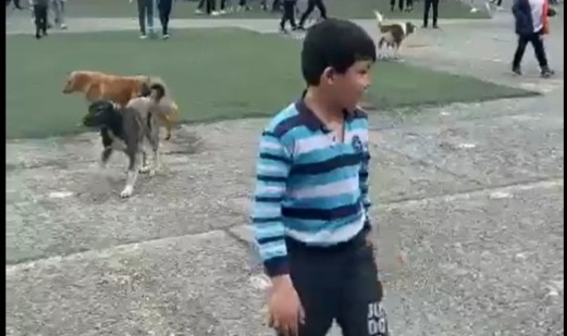 Başıboş Köpekler Okulu Mesken Tuttu