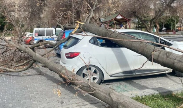 Başkentte Kuvvetli Rüzgar Ağaçları Araçların Üzerine Devirdi